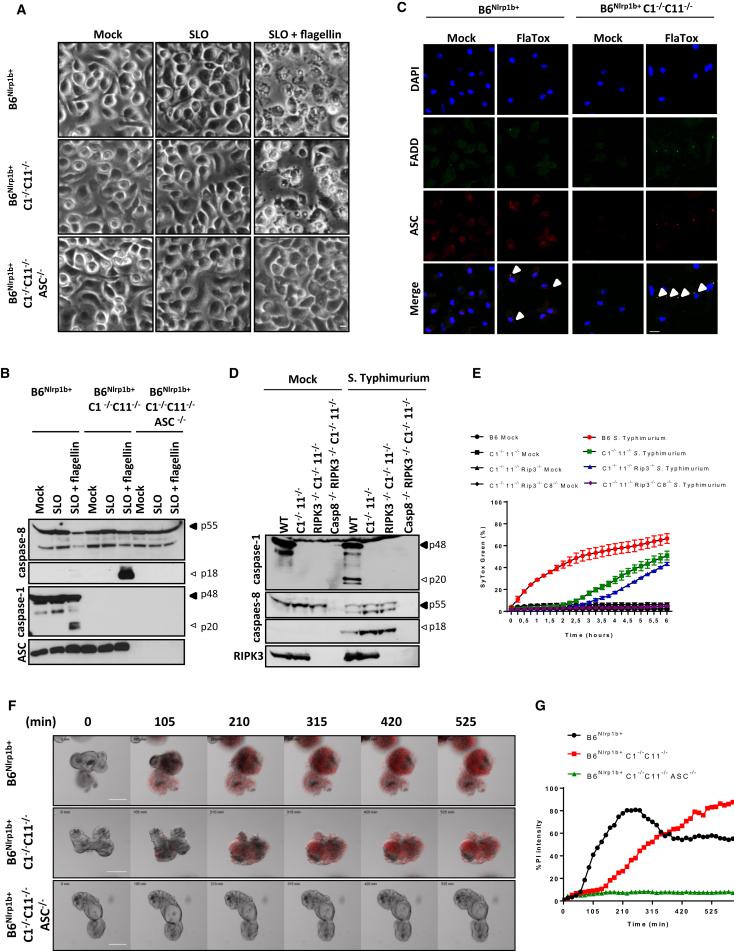 Figure 3