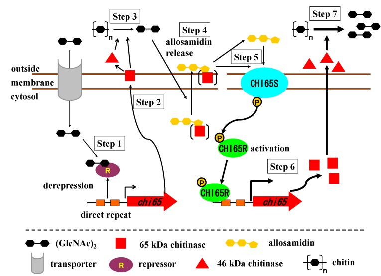 Scheme 2