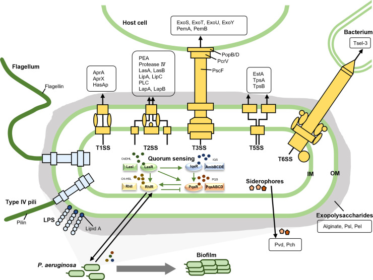 Figure 1