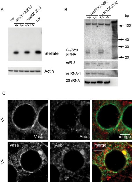 FIGURE 7: