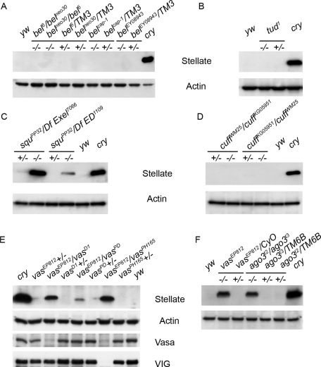 FIGURE 5: