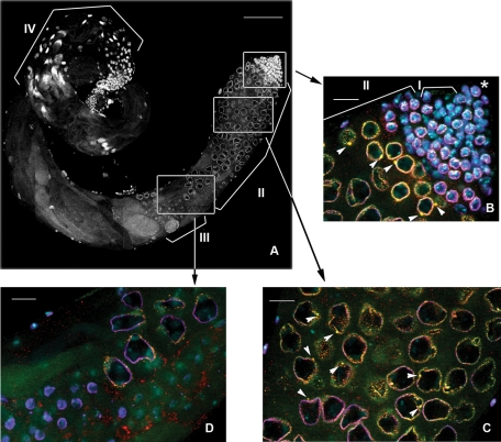 FIGURE 1: