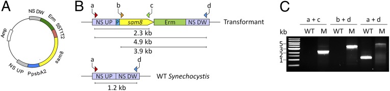 Fig. 2.