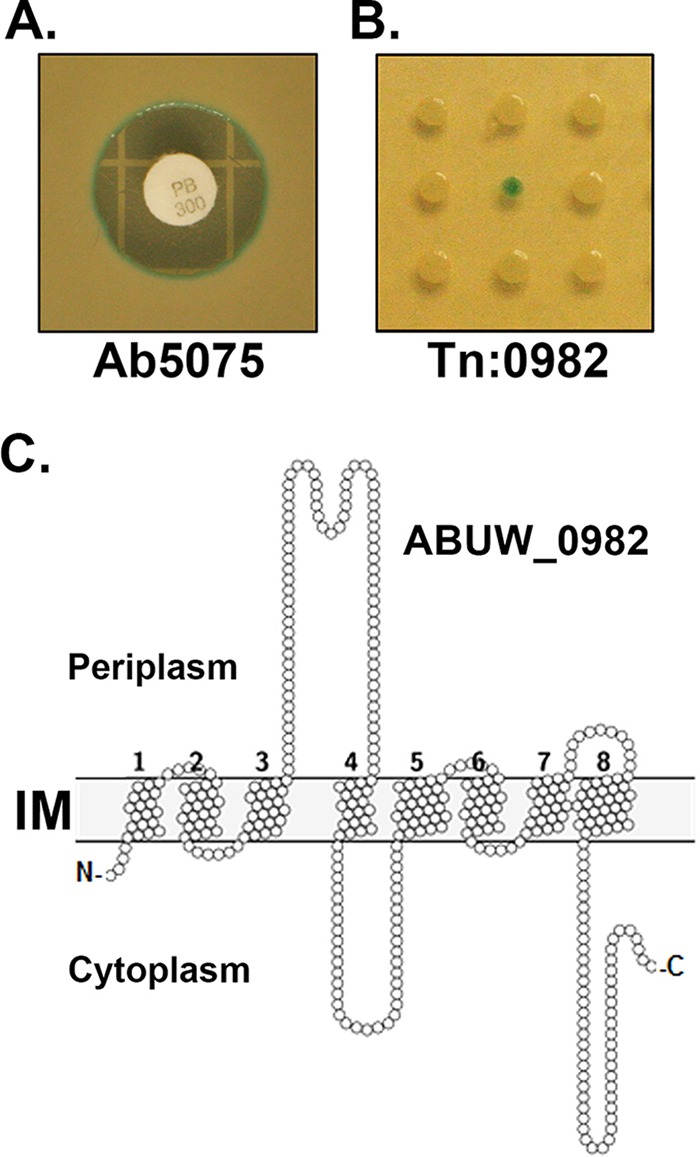 FIG 1