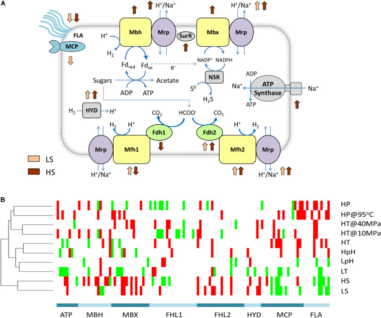 FIGURE 4