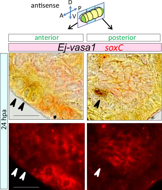 Fig. 8