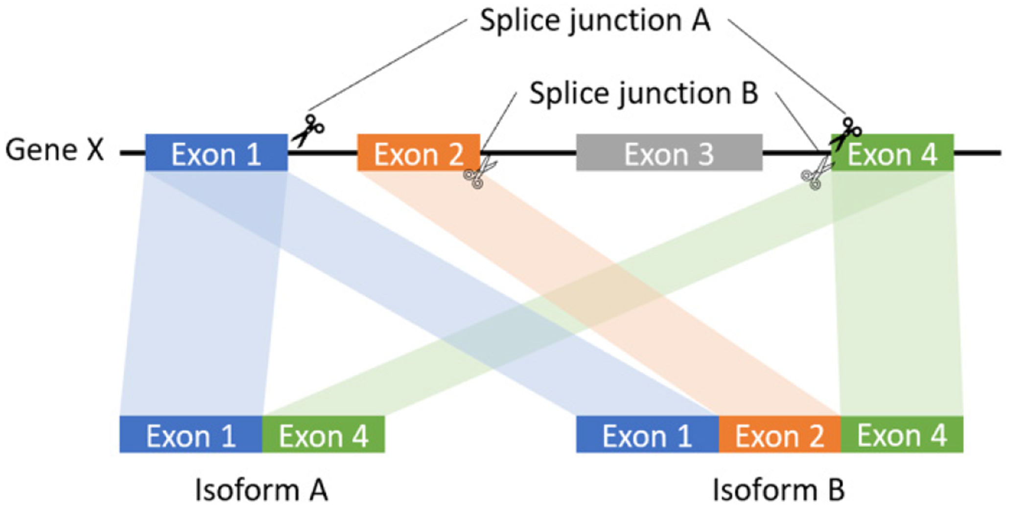 Figure 1: