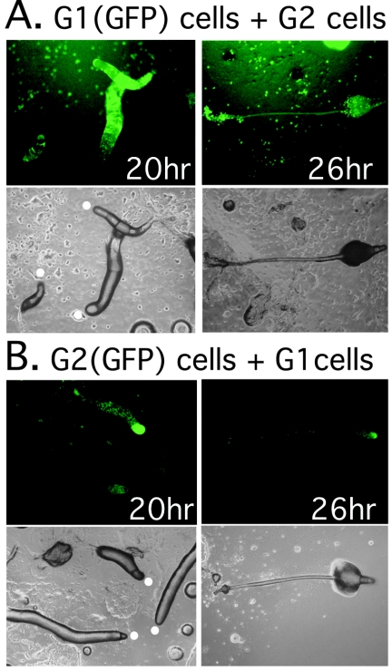 FIG. 6.