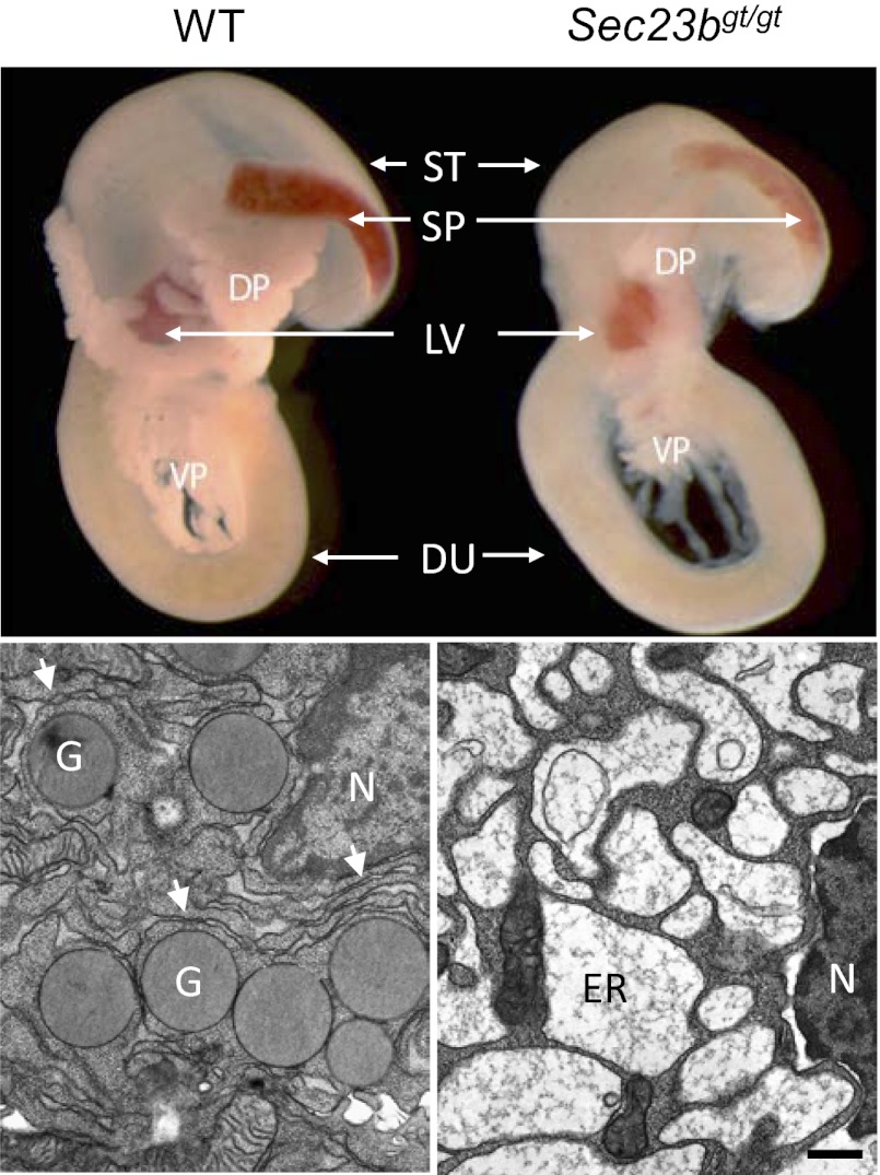 Fig. P1.