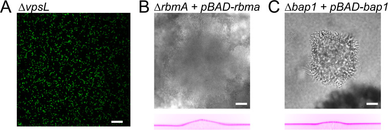 Figure 4—figure supplement 1.