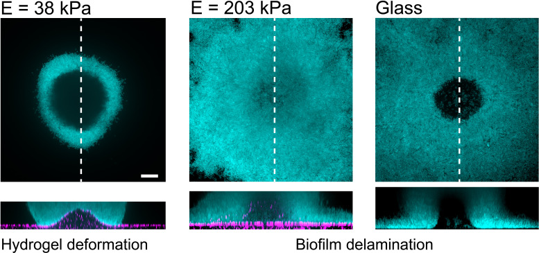 Figure 4—figure supplement 2.