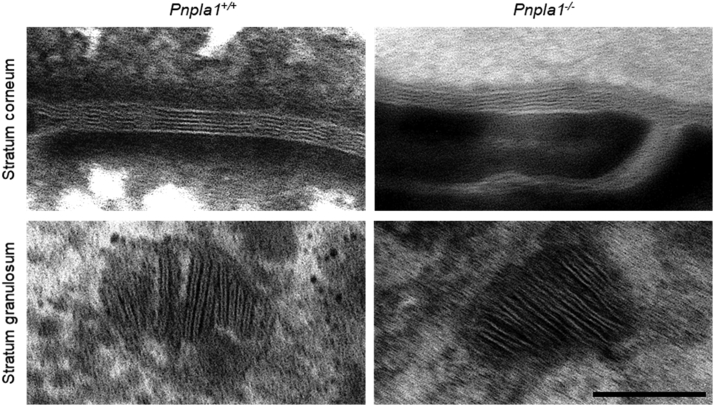 Fig. 2