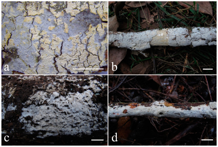 Figure 30