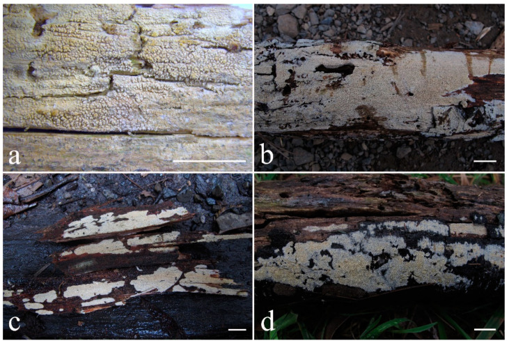 Figure 34