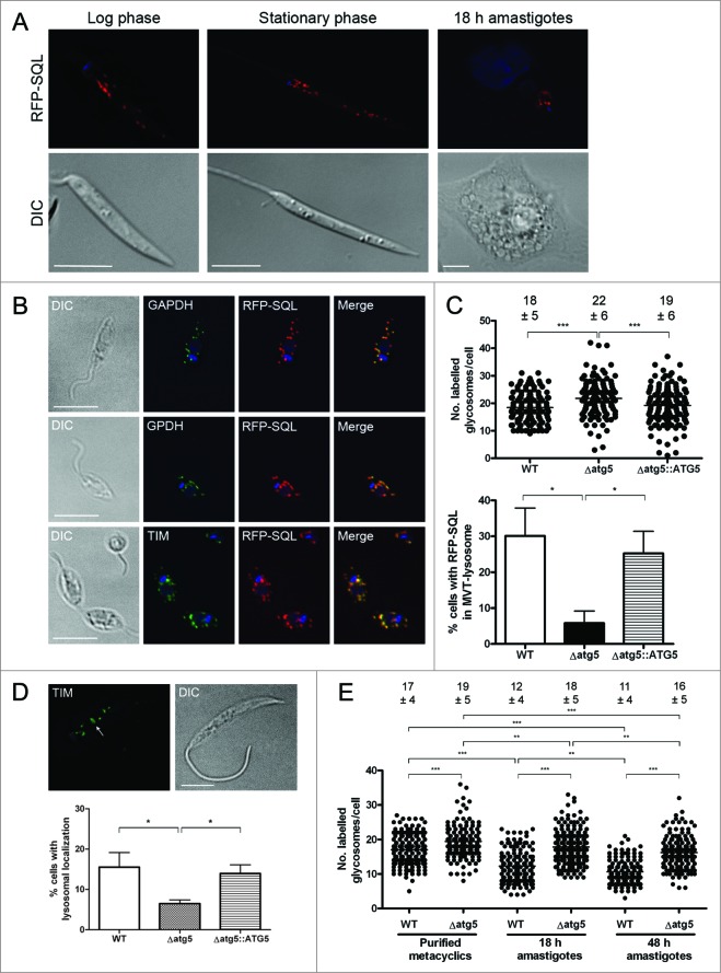 Figure 1 (See previous page).