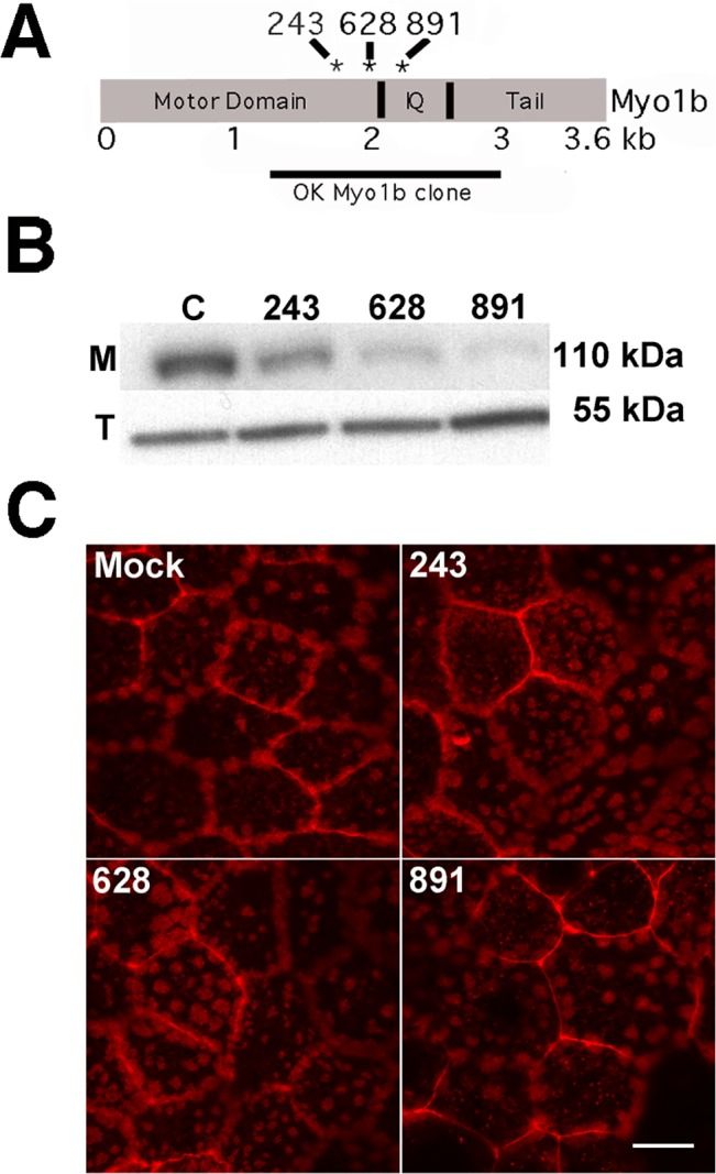 Fig 5