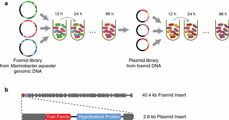 Fig. 1