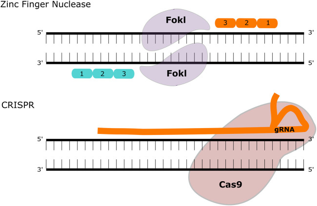 FIGURE 2