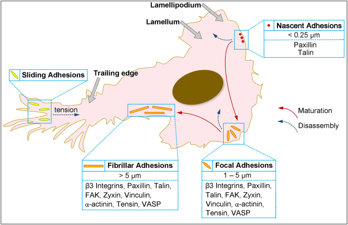 FIG. 2.