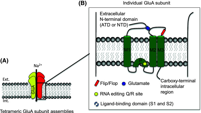 Fig. 1