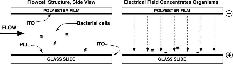 FIG 1