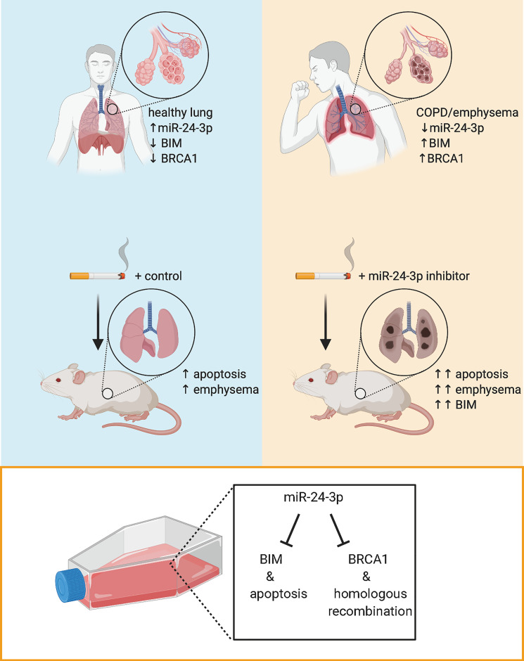 graphic file with name jciinsight-6-134218-g059.jpg