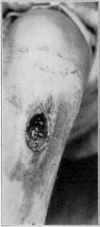 Fig. 14