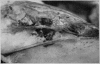 Fig. 33