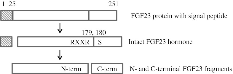 Fig. 1