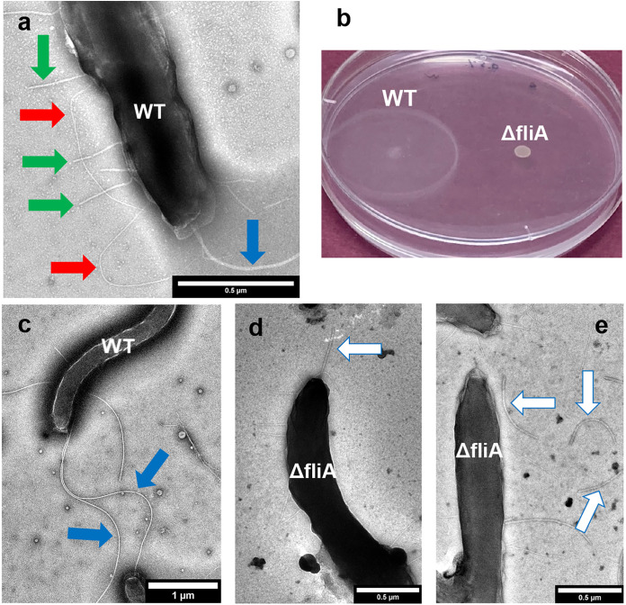 FIG 2