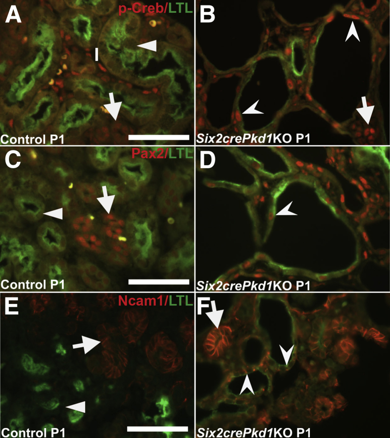 Figure 6