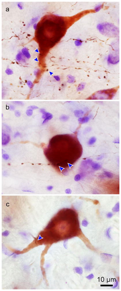 FIGURE 12