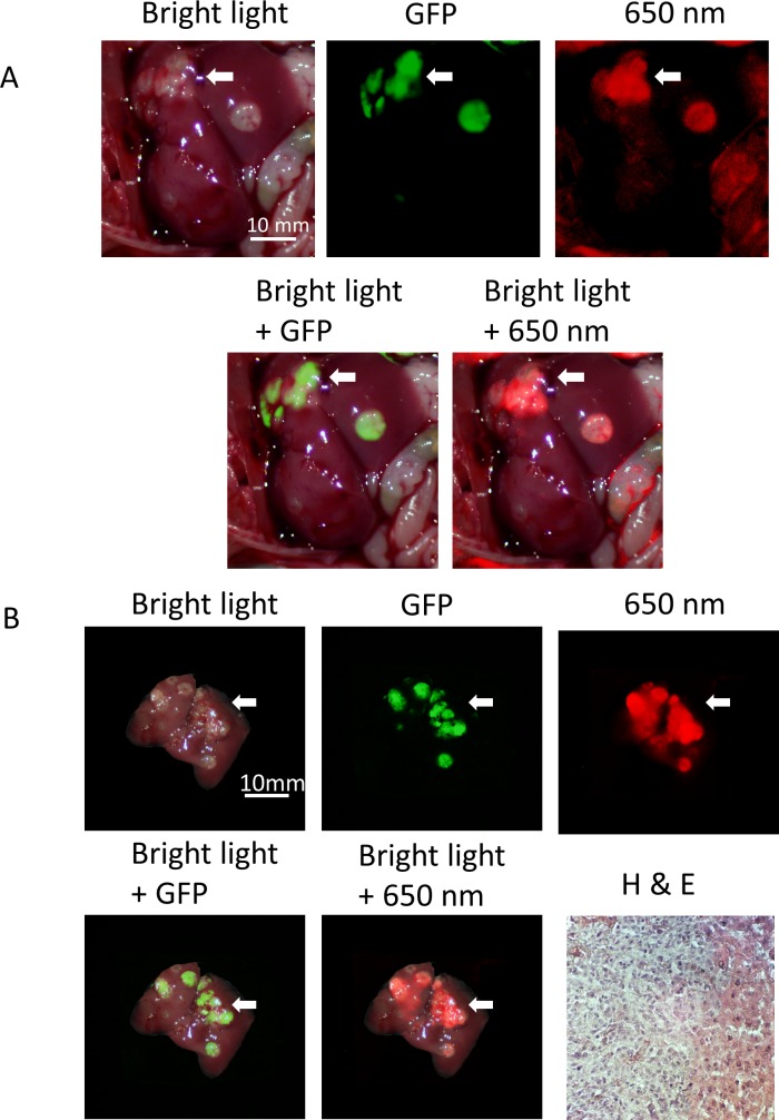 Fig 4