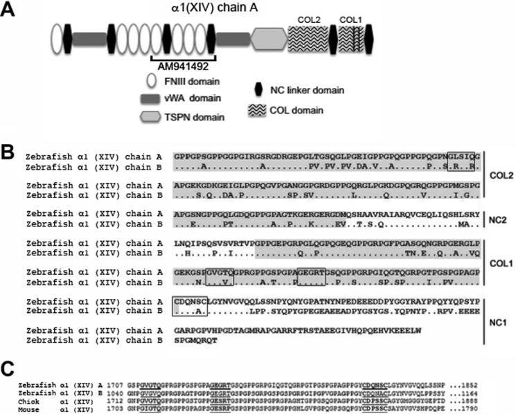 FIGURE 1.