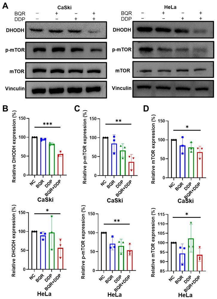 DHODH Inhibition Exerts Synergistic Therapeutic Effect with Cisplatin ...