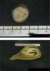 Fig. 5