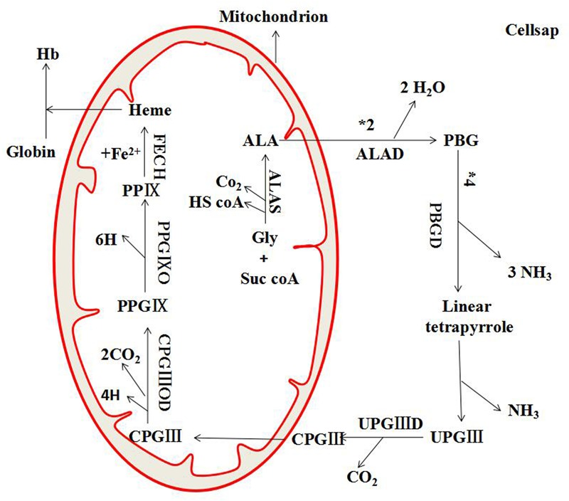 FIGURE 11