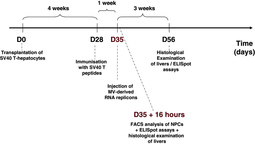 graphic file with name 262_2007_448_Tab1_HTML.jpg