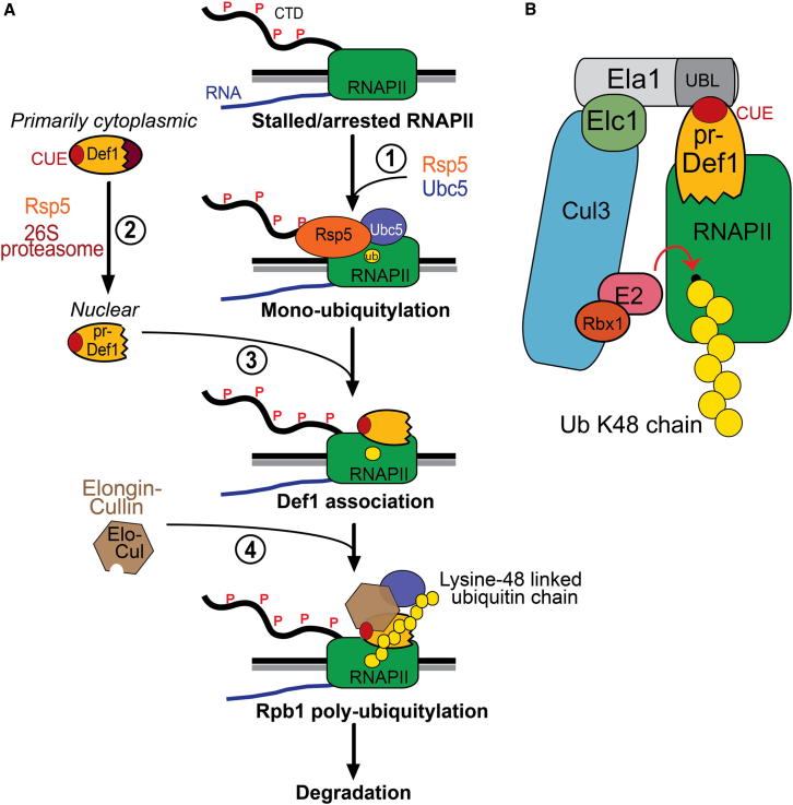 Figure 7