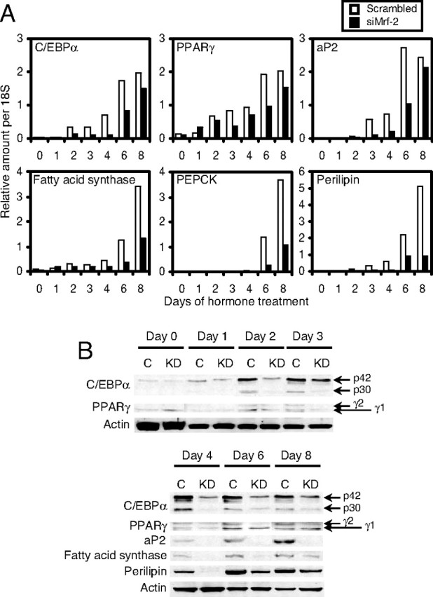 Fig. 8.