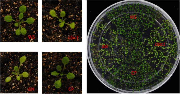 Fig. 1