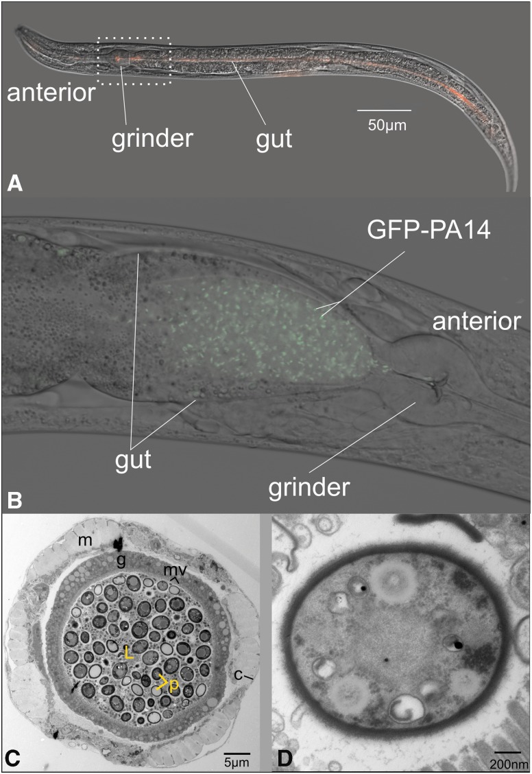 Fig. 1.