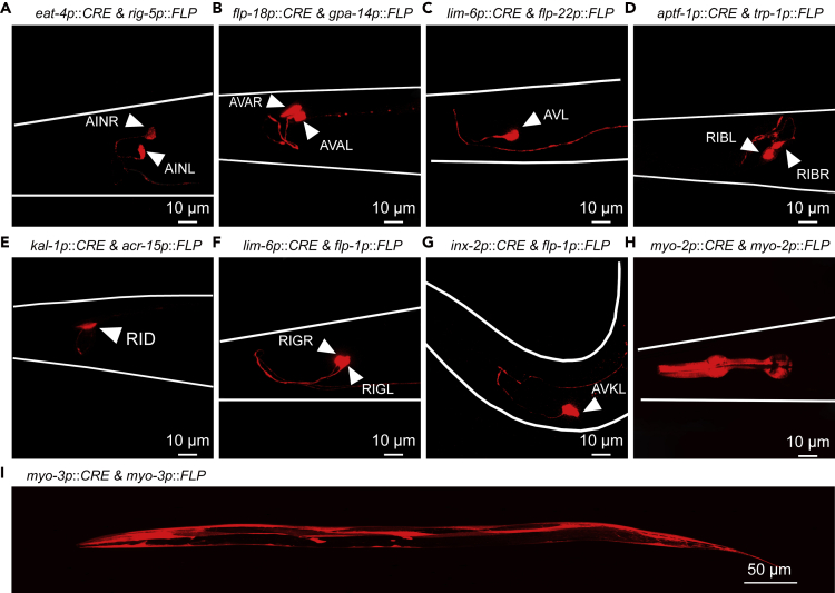 Figure 2