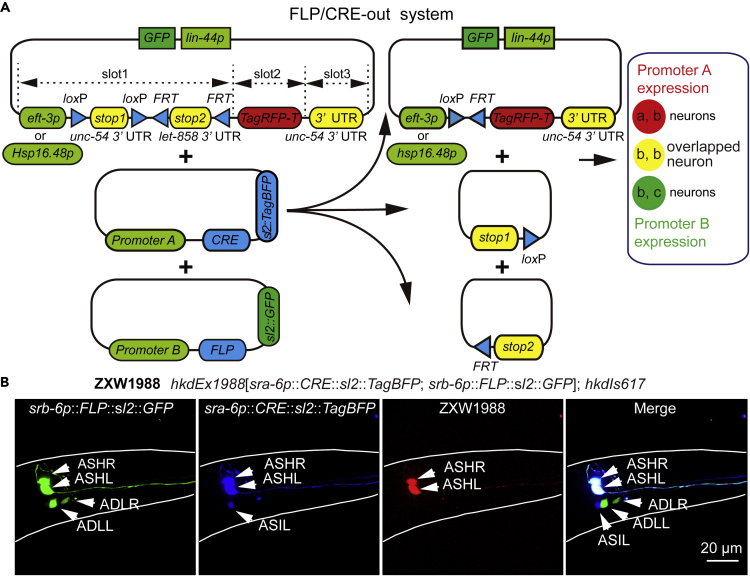 Figure 1