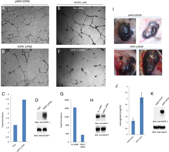 FIGURE 3: