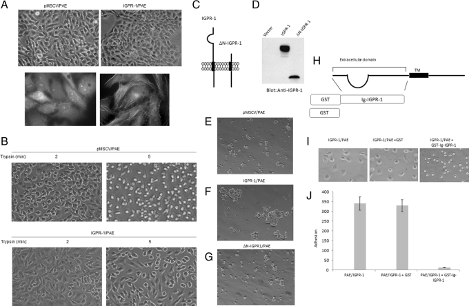 FIGURE 4: