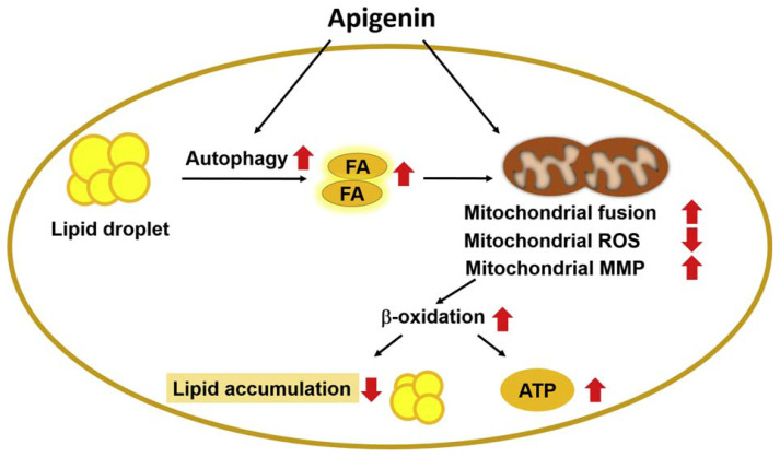 Fig. 11