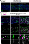 Figure 6—figure supplement 2.