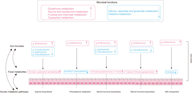 Relationship between gut microbes, fecal metabolites, and human metabolic pathways highlights changes in specific gut bacteria that influence metabolites involved in various human metabolic functions.