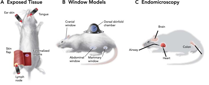 FIGURE 2.